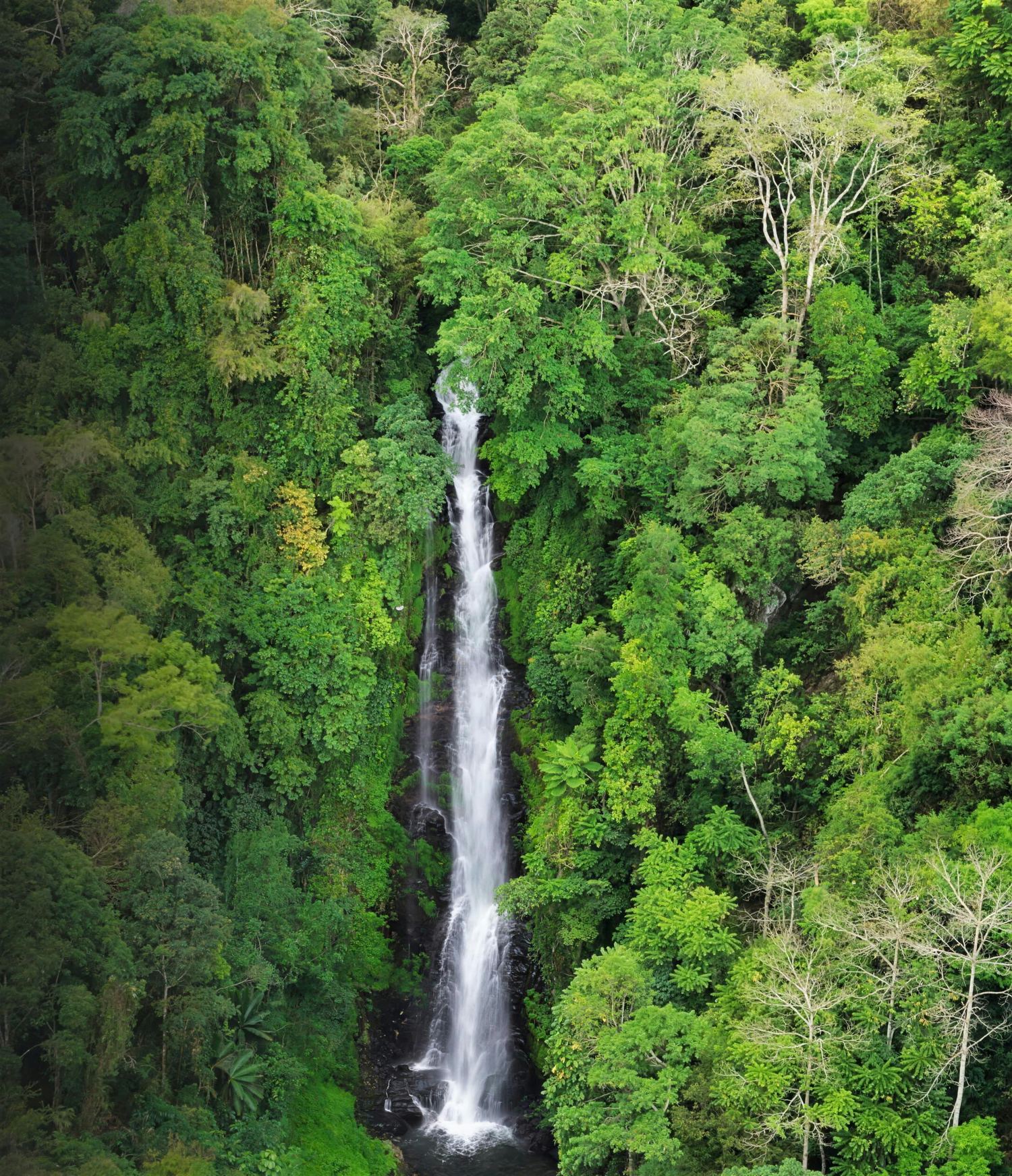 The Red Coral waterfall falling through dense highland forest in Munduk, seen from above.