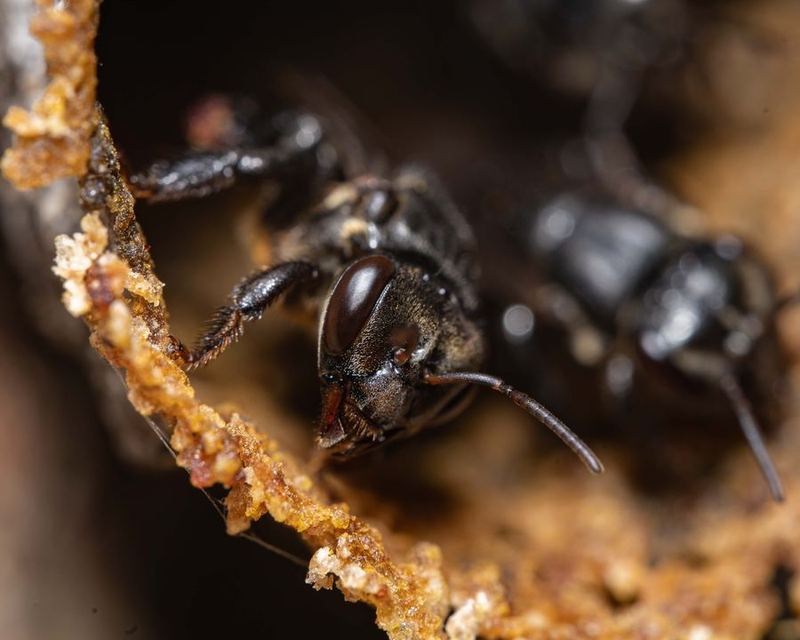 Small bees at the resin entrance of a hive.