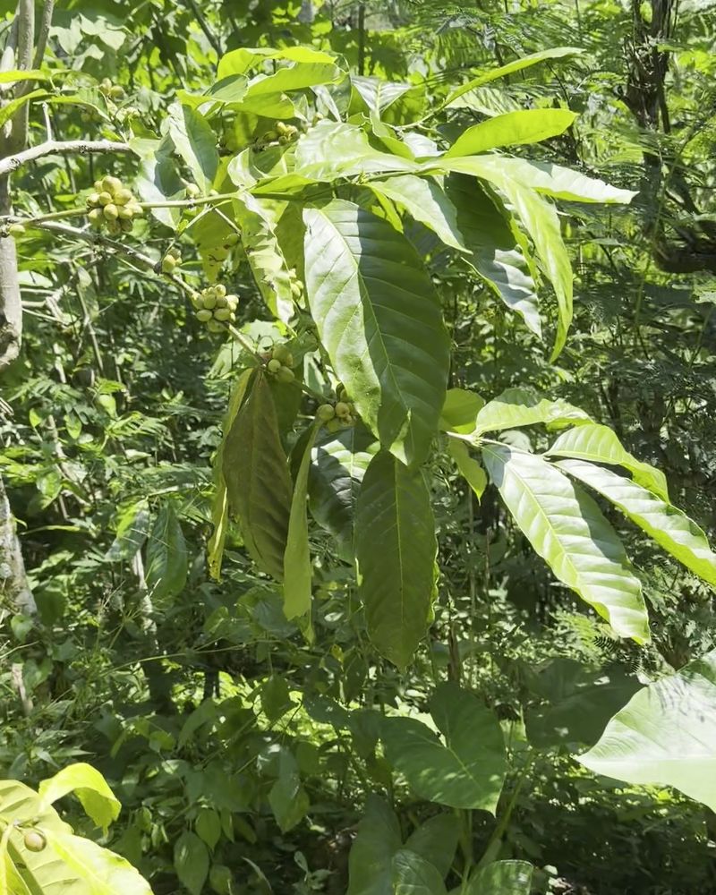 Coffee growing under the shade trees in Munduk.