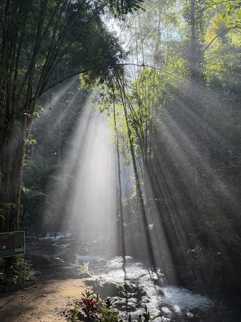 Morning light falling through bamboo onto a stream in Munduk.